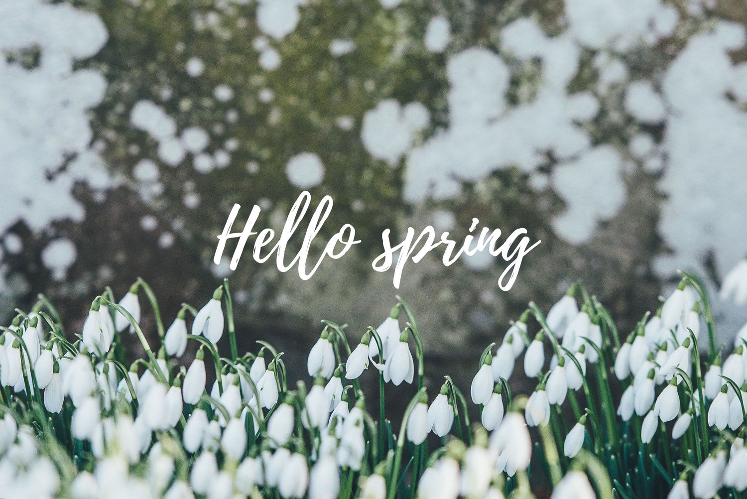 Seasonal Trends (Spring 2026)